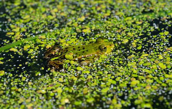 The Water frog (Pelophylax), with its protruding eyes, is perfectly camouflaged by its mottled green skin in a pond and spawning habitat covered with small green duckweed (Lemna minor) during the spri