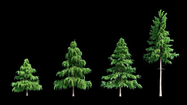 Pine Trees Set on Alpha Channel Background 3D Animation Isolated Conifer Trees Blowing in Wind