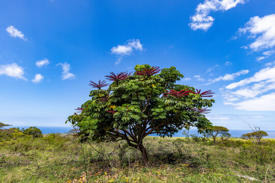 Flowering Australian umbrella tree (Heptapleurum actinophyllum) in landscape