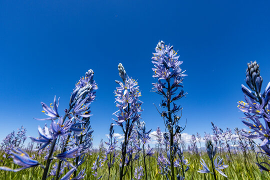 Low angle view of Camas flowers (Camassia quamash) on Camas Prairie