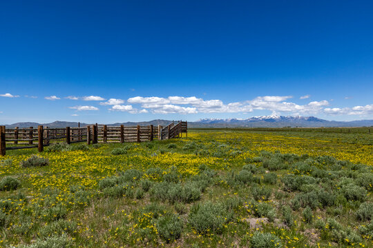 Cattle chute on blooming Camas Prairie