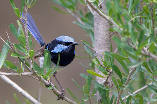 Male Superb Fairywren (Malurus cyaneus)