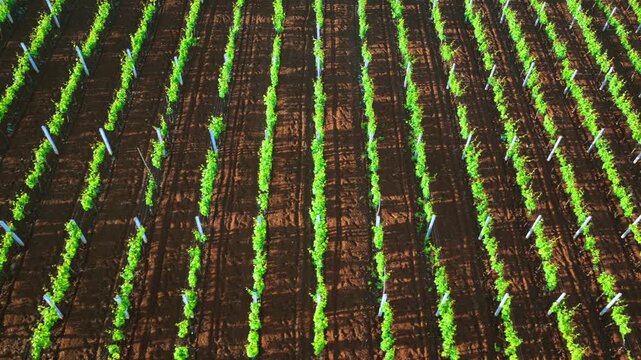 Aerial video of structured green grapevine rows and freshly tilled red soil in Bukmira village, Northern Albania.