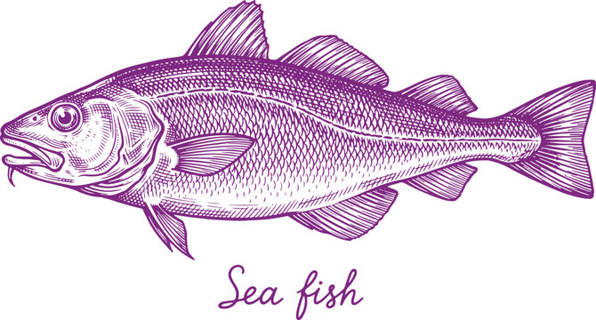Vintage hand drawn sea fish cod sketch isolated on transparent background for food design.