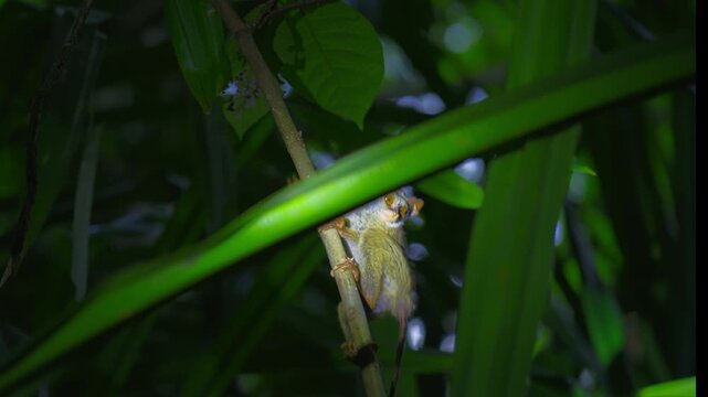 Siau Island Tarsier Tarsius Tumpara Critically Endangered Primate with Large Eyes Clinging to a Tree Branch in the Wild Tropical Rainforest Jungle of Indonesia Nocturnal Exotic Mammal Wildlife