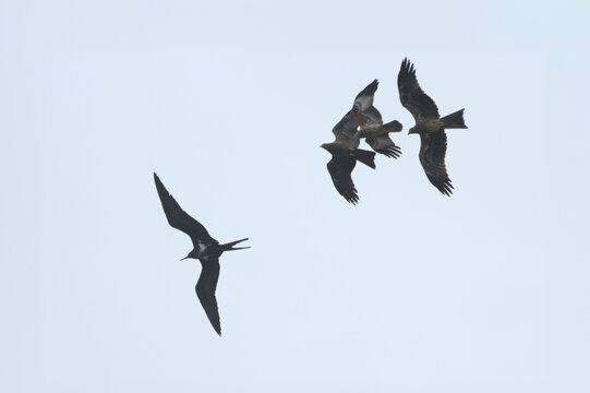 Black Kites mobbing a Lesser Frigatebird over Arabian Sea near Sassoon Docks