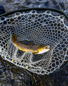 Wild trout in net before releasing