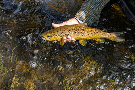 Close-up of fisherman cradles wild trout before releasing