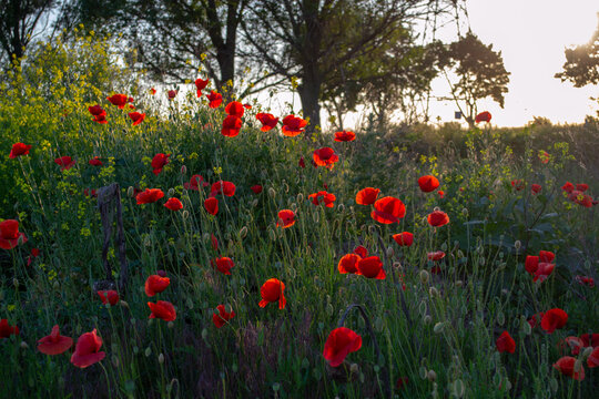 Bright red poppy flowers growing in a green meadow during warm sunset light. Natural summer field landscape with soft bokeh and wild plants.