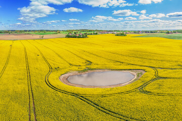 Warmia. kwitnienie rzepaku. © Janusz Lipiński
