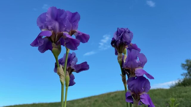 Purple iris flowers against blue sky.