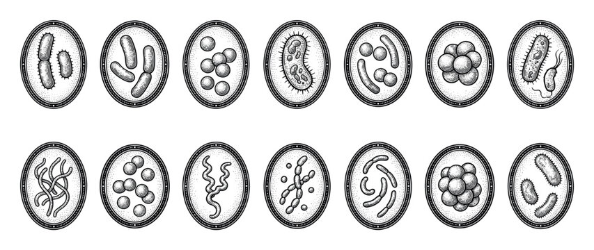 Set of various bacteria and microorganisms in a vintage scientific engraving style, showing different cell shapes like cocci, bacilli, and spirilla inside detailed oval frames