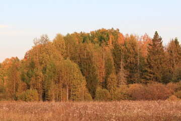 Fototapeta premium autumn in the forest