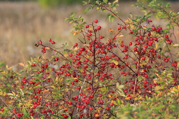 rose hips on a sunny day in an autumn forest © алексей семиколенных
