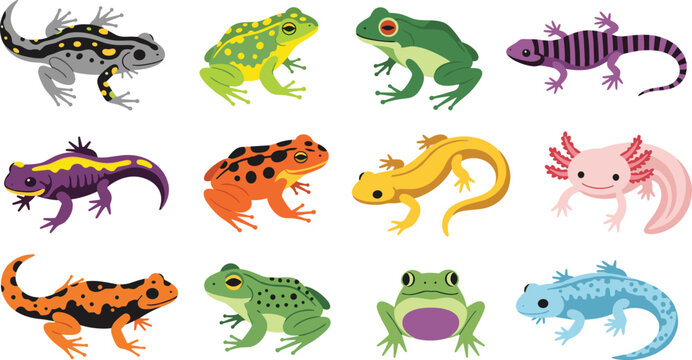 Colorful amphibian and salamander collection isolated vector illustration for wildlife biology education and exotic animal design