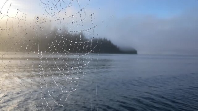 Spiderweb with glistening dew drops at foggy morning lake
