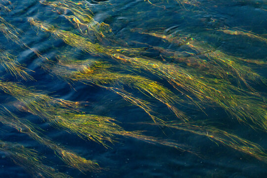 Water plants in Silver Creek