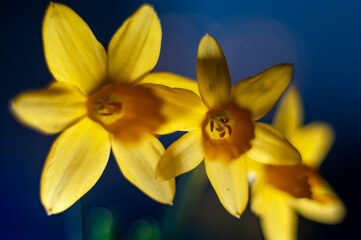 Obraz premium Close Up Of Three Yellow Daffodils With Dark Blue Blurred Background And Bokeh Lighting