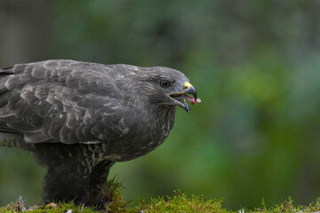 Fototapeta premium Dark Plumaged Buzzard with Open Beak Perched on Mossy Surface Against Blurred Green Forest Backdrop