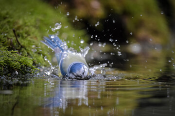 Blue Tit Bird Washing, Splashing Water in Pond During Daytime Natural Sunlight © Sertan