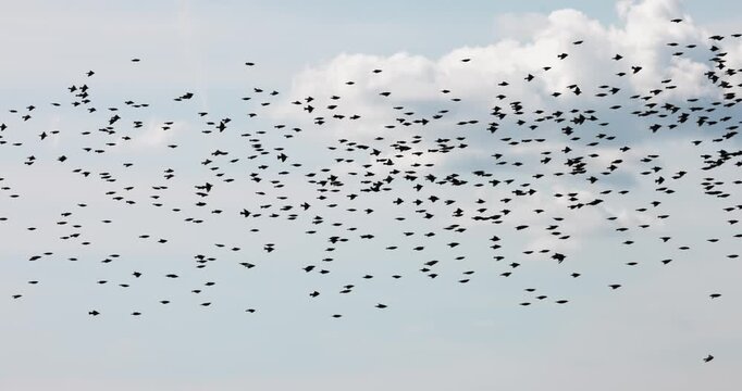 Gathering of individual birds to forage