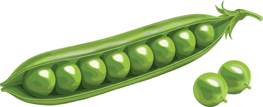 Fresh green pea pod with ripe peas isolated vector illustration for organic farming healthy food and nutrition design