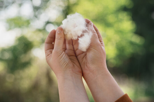 Poplar Fluff Allergy Symptoms During Spring Season Urban Air Pollution Sneezing Eyes Irritation. Close-up of  female hands holding poplar fluff. Seasonal allergies to flowering plants in spring summer