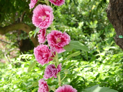 タチアオイの花