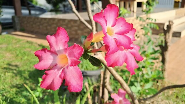 A horizontal video panning shot of pink adenium flowers blooming under a bright sunny day in a backyard garden.