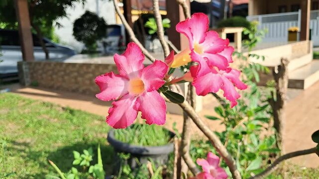 A horizontal video shot focusing on beautiful pink adenium flowers growing outdoors next to green grass.