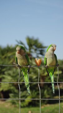 Two green monk parakeets perched on wire fence with bread in tropical garden