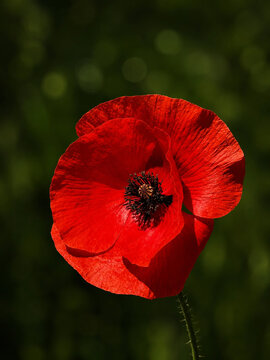 Single red poppy flower in full bloom with black stamens against dark green blurred background with bokeh. Nature, remembrance and floral concept for spring, summer and memorial content.