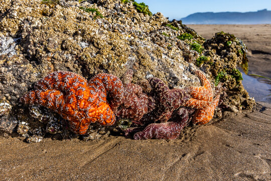 Sea stars on rocks at low tide