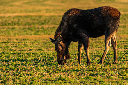 Cow Moose grazing in pasture at sunset