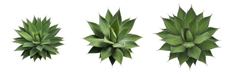 Agave Plants Set Isolated on White Background Top View Succulent Collection Green Desert Flora Decorative Potted Plants Botanical Garden Elements Houseplant Foliage Tropical Ornament Realistic Natural © Laminey