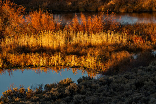 Marsh vegetation reflected in water at sunset