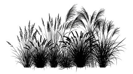 Grasses Silhouette Against White Background Botanical Illustration © Kobita