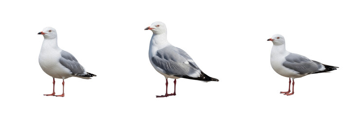 Silver gulls set isolated on white background, collection of Australian seabirds, coastal bird species, standing seagull, avian photography, wildlife nature, white and grey plumage, marine life animal © Laminey