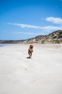 dog running on the beach