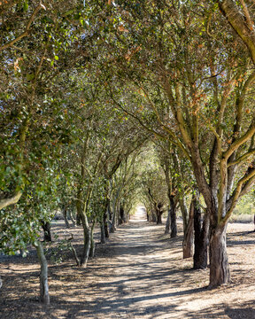 Treelined footpath on sunny day