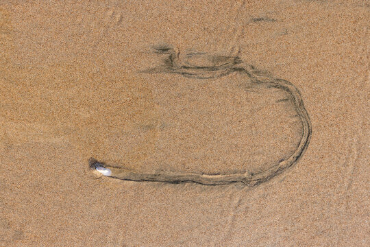 Overhead view of mollusk trail in wet sand