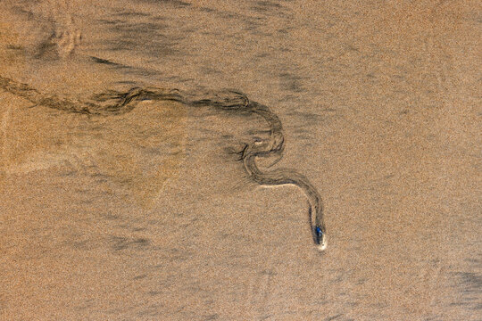 Overhead view of mollusk trail in wet sand
