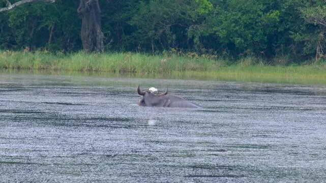 Buffalo with bird on back and head grazing on freshwater plants in lake during wildlife safari in Wilpattu National Park, Sri Lanka