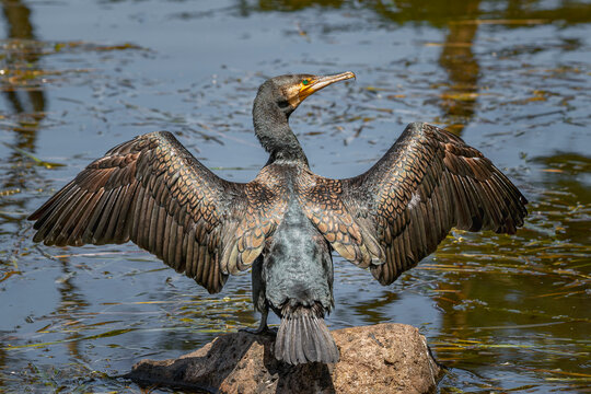 Great Cormorant (Phalacrocorax carbo)