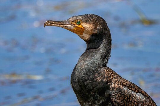 Great Cormorant (Phalacrocorax carbo)