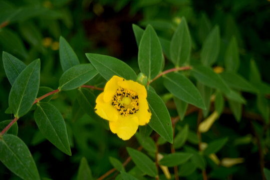 closeup of St. John's wort fowler in a public garden