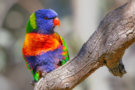 Rainbow Lorikeet (Trichoglossus moluccanus)