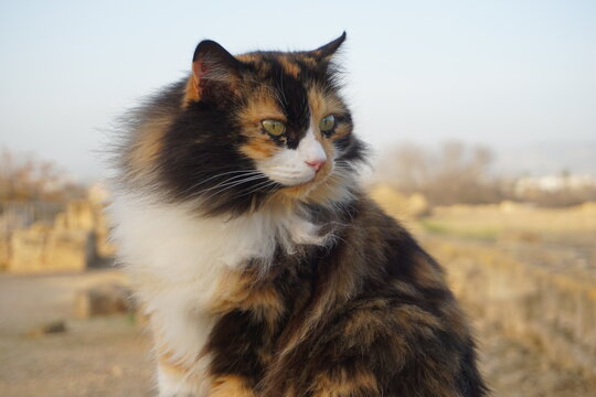 Cute close up portrait of a fluffy long-haired calico cat with a beautiful tortoiseshell and white pattern on its fur in evening twilight