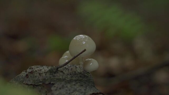 Slimy porcelain mushrooms, Oudemansiella mucida, growing on a wet mossy log. White forest fungi, timber decomposition and mycology research.