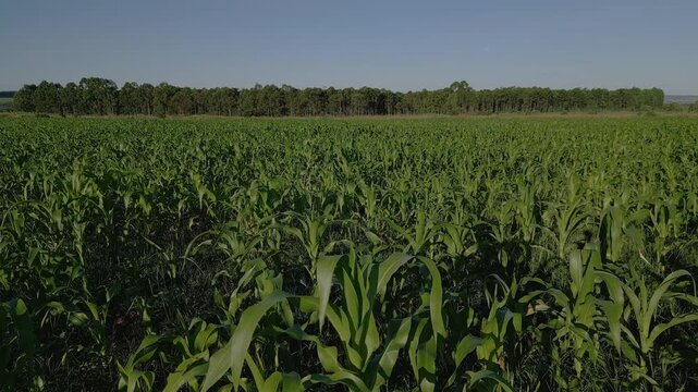 Young maize cultivation in V4 to V6 vegetative stage with dense developing crop rows and Cerrado dry season conditions in Rio Preto Rural Nucleus Planaltina Bras&iacute;lia Brazil, low forward flyover
